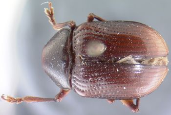 Media type: image;   Entomology 9807 Aspect: habitus dorsal view